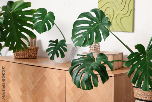 Monstera deliciosa plant wi...