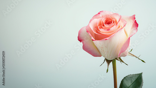 beautiful single pink and white rose with delicate petals stands gracefully against soft background, evoking feelings of elegance and tranquility