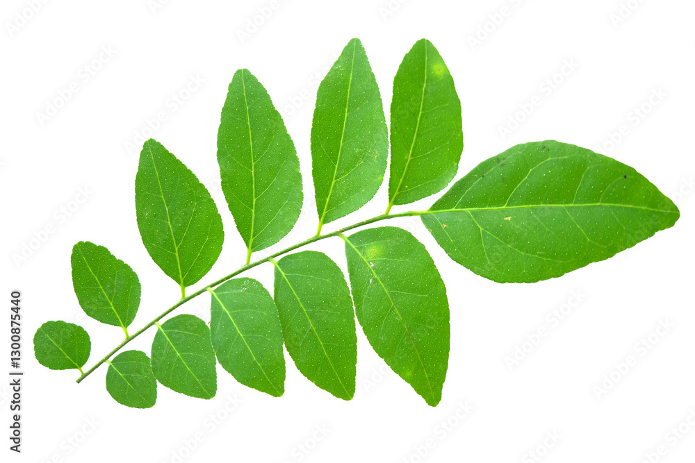 Vibrant Green Leaf Isolated on White Background Showcasing Natural Texture and Detailed Veins Vibrant Green Leaf Isolated on White Background Showcasing Natural Texture and Detailed Veins