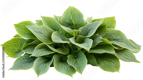 Green hosta leaves isolated on transparent background - high quality png of perennial plant.