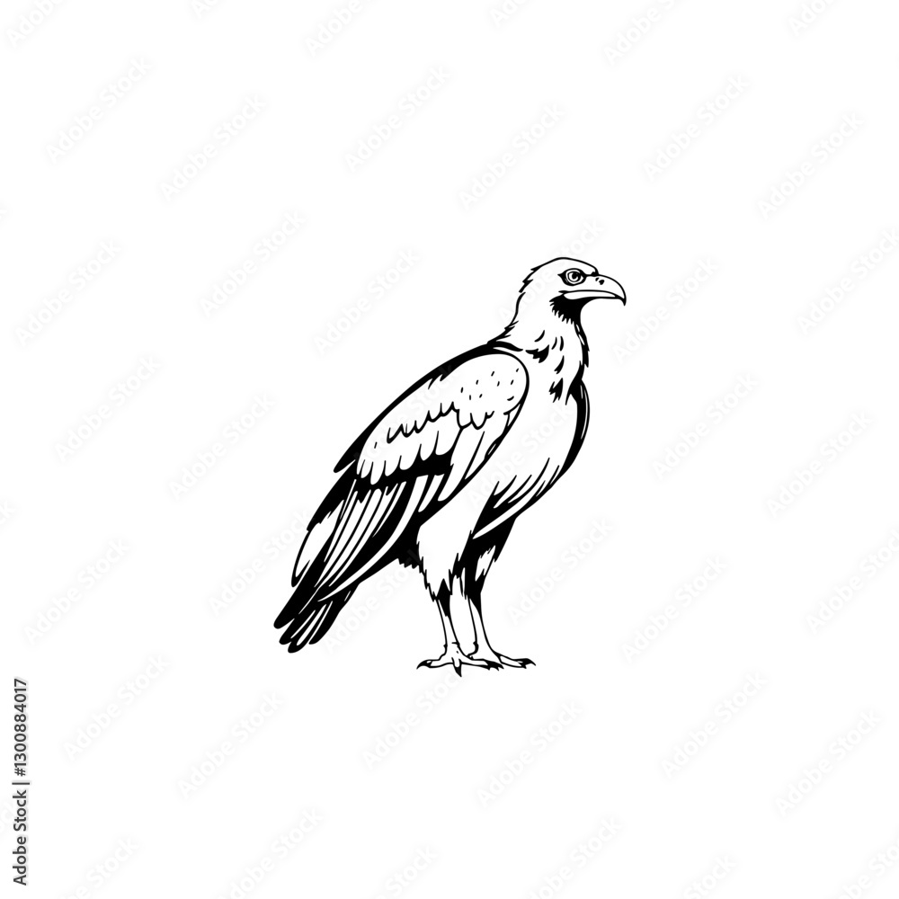 Fototapeta premium Simple line drawing of an eagle on white background, artistic illustration concept