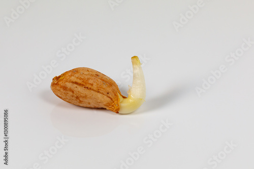 Photography Closeup of peanut seed germination isolated on white background