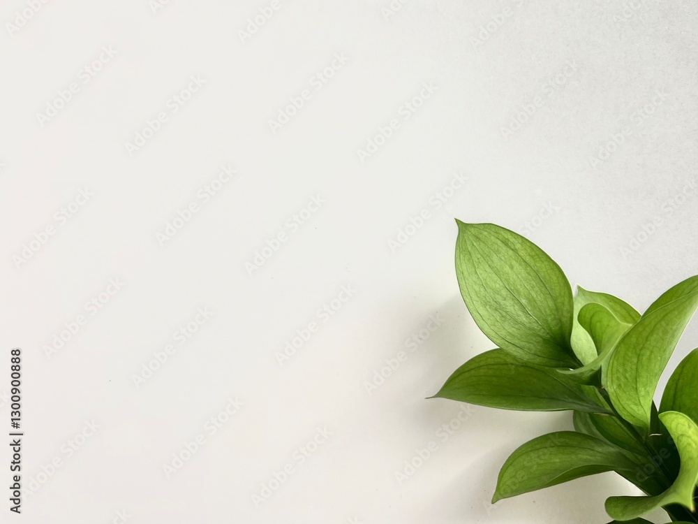 Fototapeta premium fresh green leaves in isolated white background