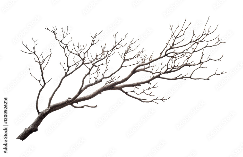 Artistic representation of a barren tree branch illustrating winter's effect on nature and its transition towards spring, cut out Artistic representation of a barren tree branch illustrating winter's effect on nature and its transition towards spring, cut out