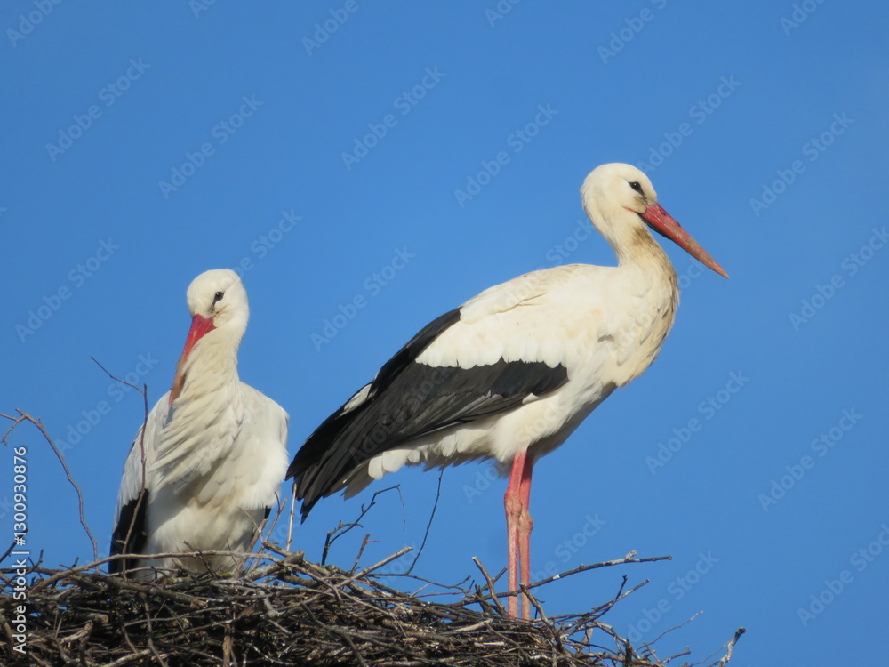 Fototapeta premium Störche im Nest