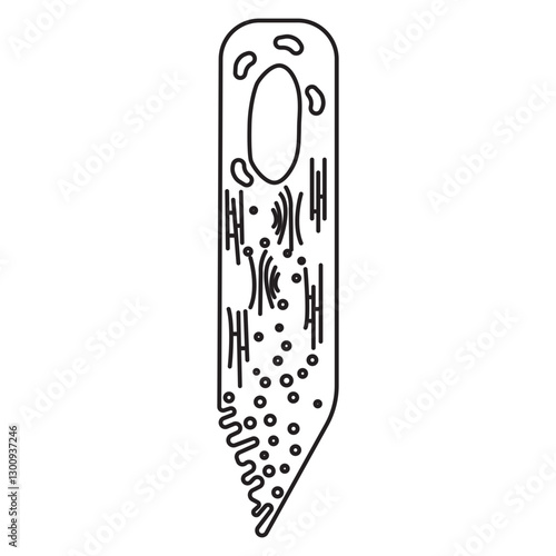 Amelobast secretory phase line icon