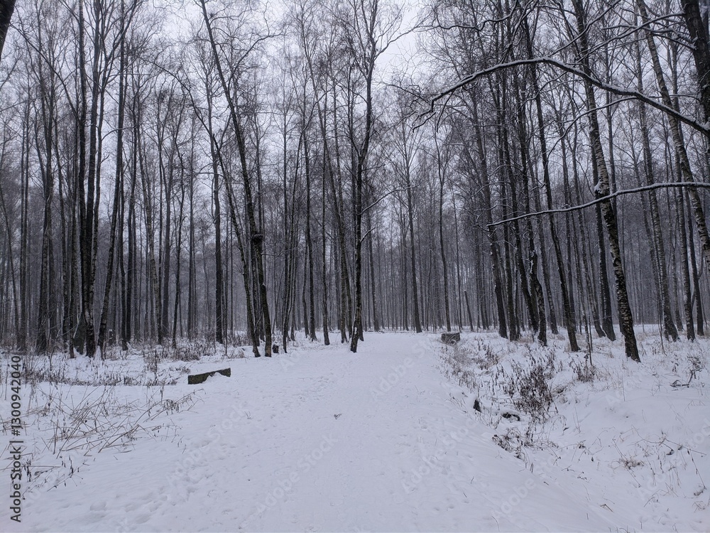 Naklejka premium forest in winter