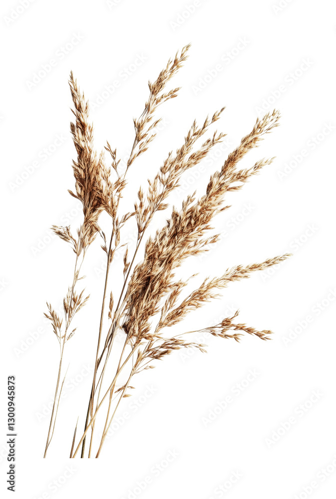 Fototapeta premium Dried grass bouquet with soft golden tones for natural home decor and crafting projects, cut out