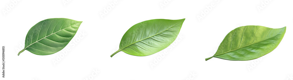 Fototapeta premium Set of Three Distinct Green Leaves Displaying Unique Textures and Shapes