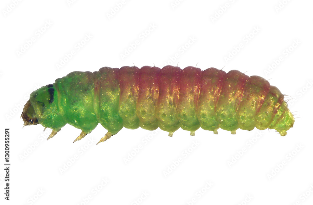 Obraz premium False codling moth, Thaumatotibia or Cryptophlebia leucotreta (Lepidoptera: Tortricidae). Larva (caterpillar). Lateral view. Isolated on a white background