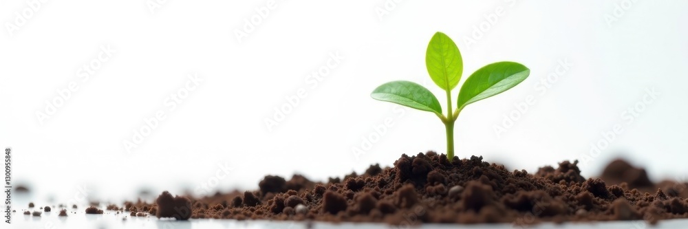 Tiny sprout emerges from rich soil, white backdrop, germination, organic