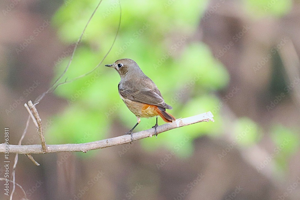 Little bird on tree Little bird on tree
