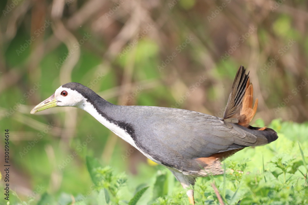 Fototapeta premium Water hen