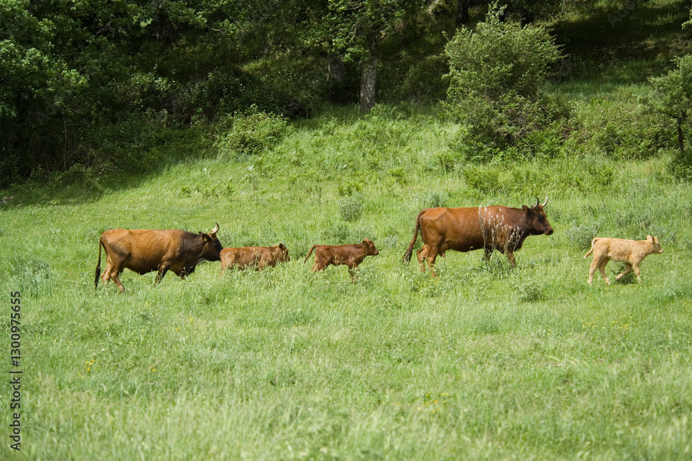 Cattle grazing in a field, Burgos Forest, Sassari, Sardinia, Italy, Cattle grazing in a field, Burgos Forest, Sassari, Sardinia, Italy,