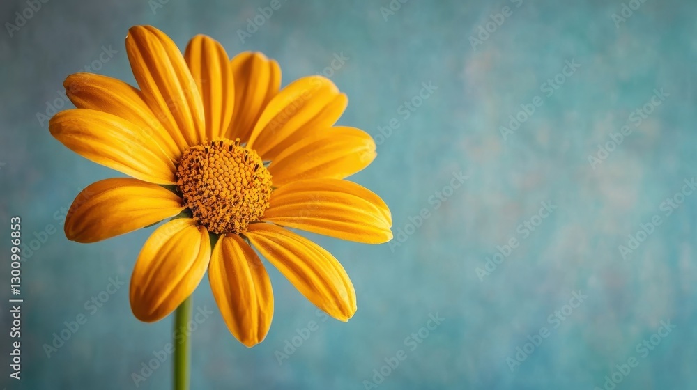 A vibrant yellow flower with many petals against blue background A vibrant yellow flower with many petals against blue background
