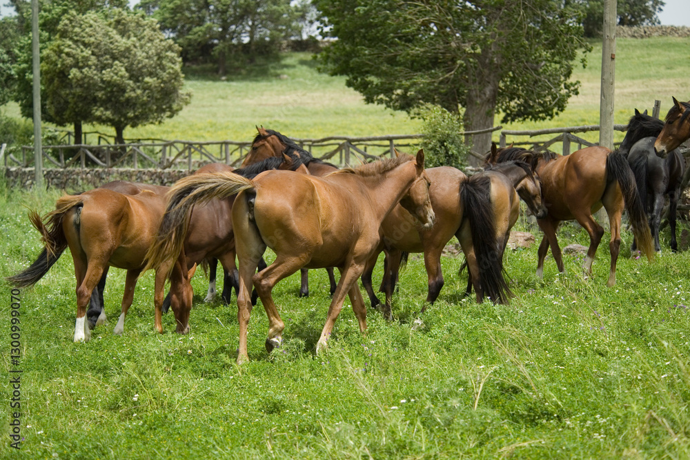 Fototapeta premium horses on the meadow, Horses (Equus caballus) Foresta Burgos, Sassari, Sardinia. Italy