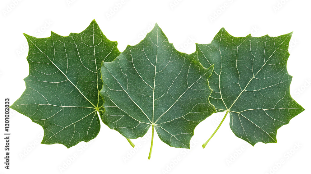 Cottonwood leaf isolated on transparent background - high quality png for design projects - autumn leaf isolated transparent background. Cottonwood leaf isolated on transparent background - high quality png for design projects - autumn leaf isolated transparent background.