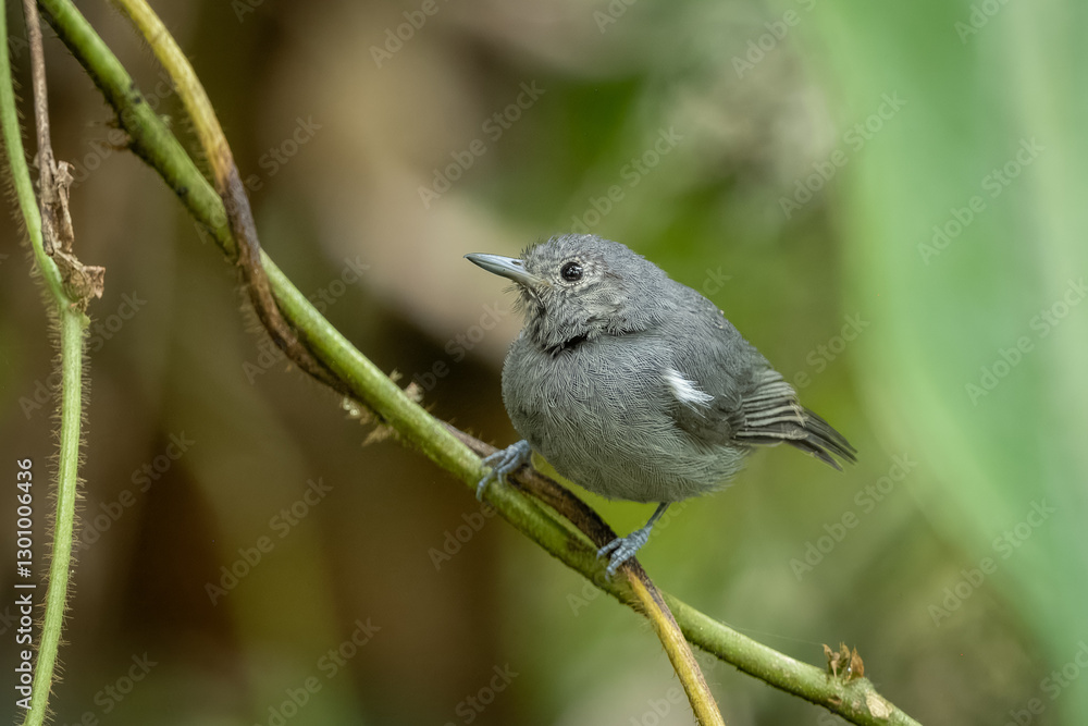 Unicolored antwren perched on a branch Unicolored antwren perched on a branch