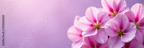 Detail of delicate Antirrhinum majus blooms in shades of pink and white on lilac background, flowers, lilac