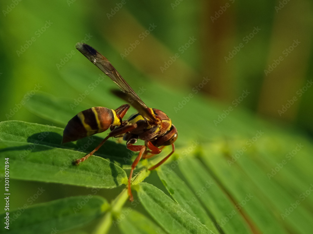 Wasp on the green leaf in nature macro photo. Vespula germanica Wasp on the green leaf in nature macro photo. Vespula germanica