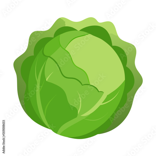 illustration of cabbage