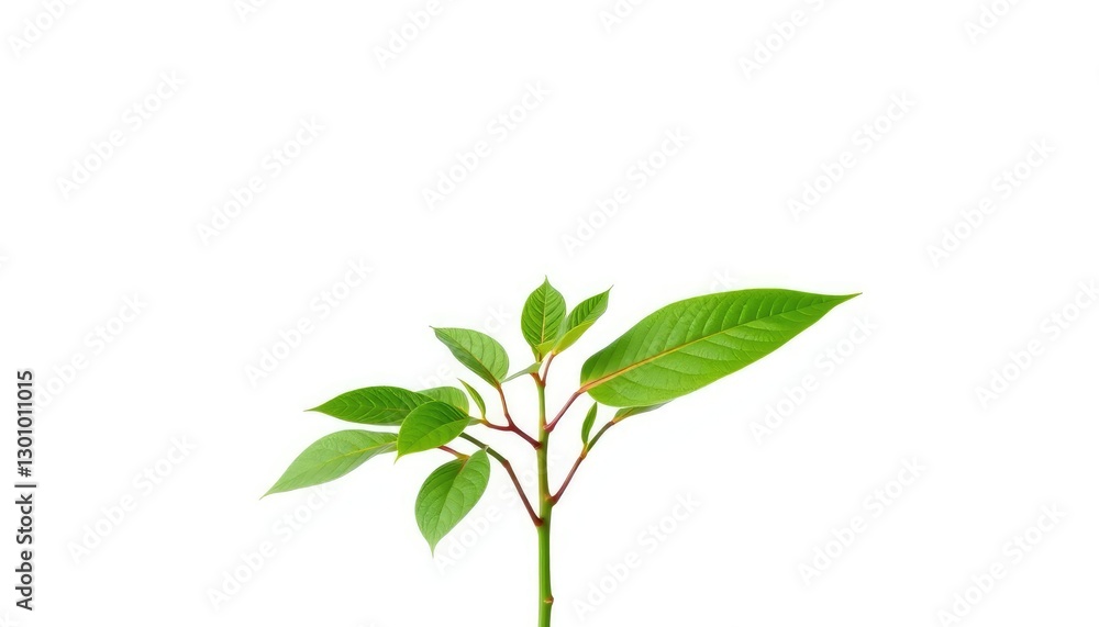 Fototapeta premium Single vibrant green plant isolated on pure white background, green, photography