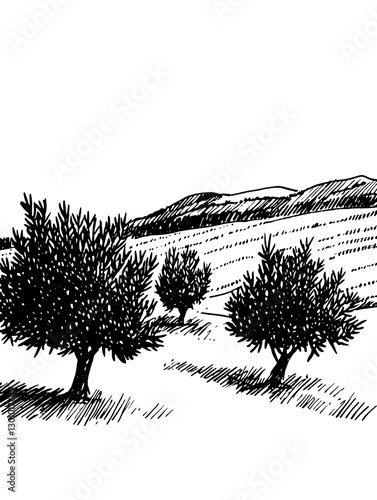 Engraved vector illustration of olive trees in a landscape setting showcasing rural tranquility and nature's beauty