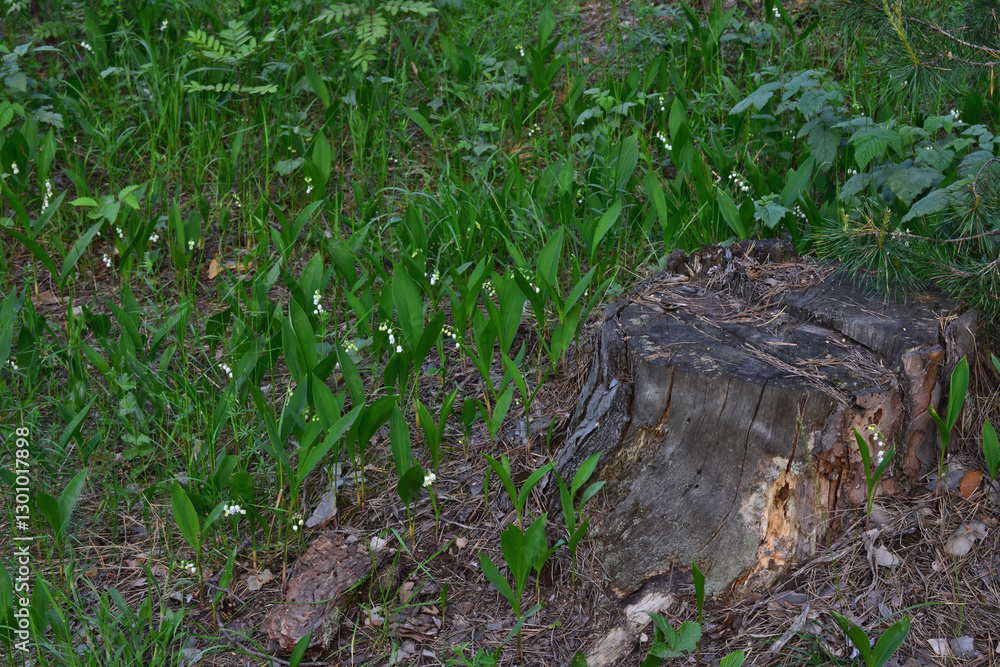 a tree stump with blooming Lilies of the Valley in the Forest a tree stump with blooming Lilies of the Valley in the Forest