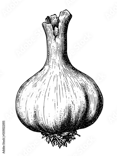 Detailed vector engraved illustration of garlic bulb suitable for product design or culinary art applications