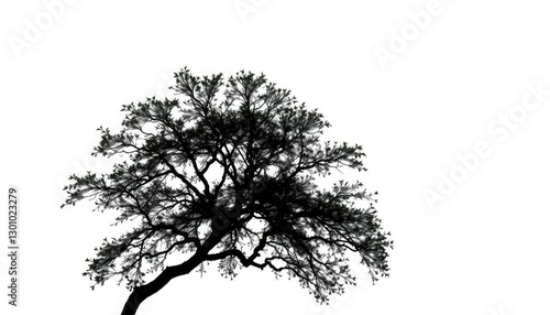 Wallpaper Mural Single, majestic tree silhouetted against pure white, brown, minimalist Torontodigital.ca