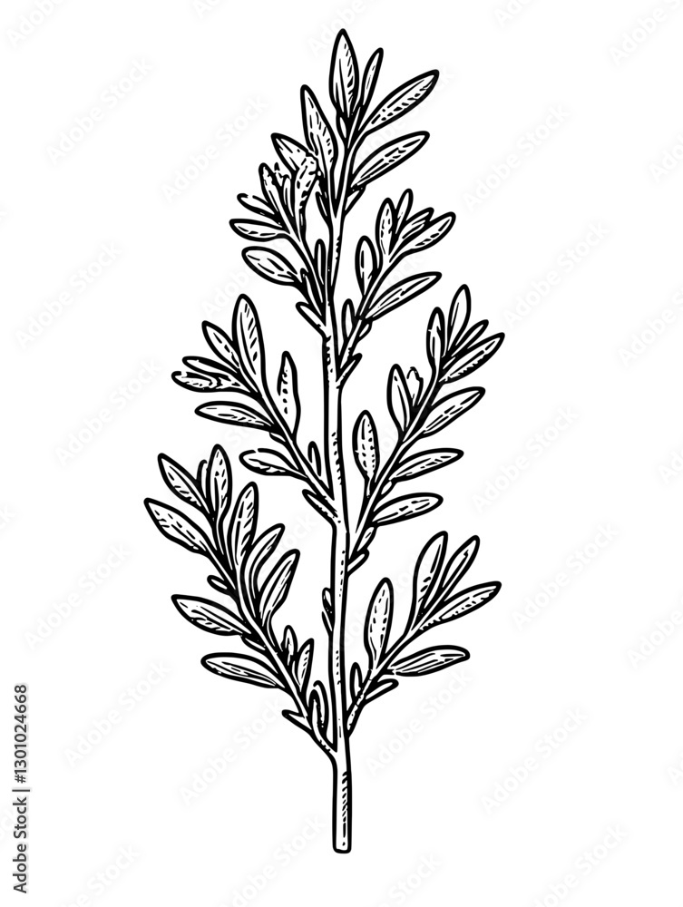 Fototapeta premium Vector engraved illustration of a detailed herb branch ideal for product design and botanical uses