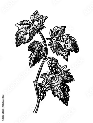 Intricate vector engraved illustration of grapevine leaves and clusters for product design