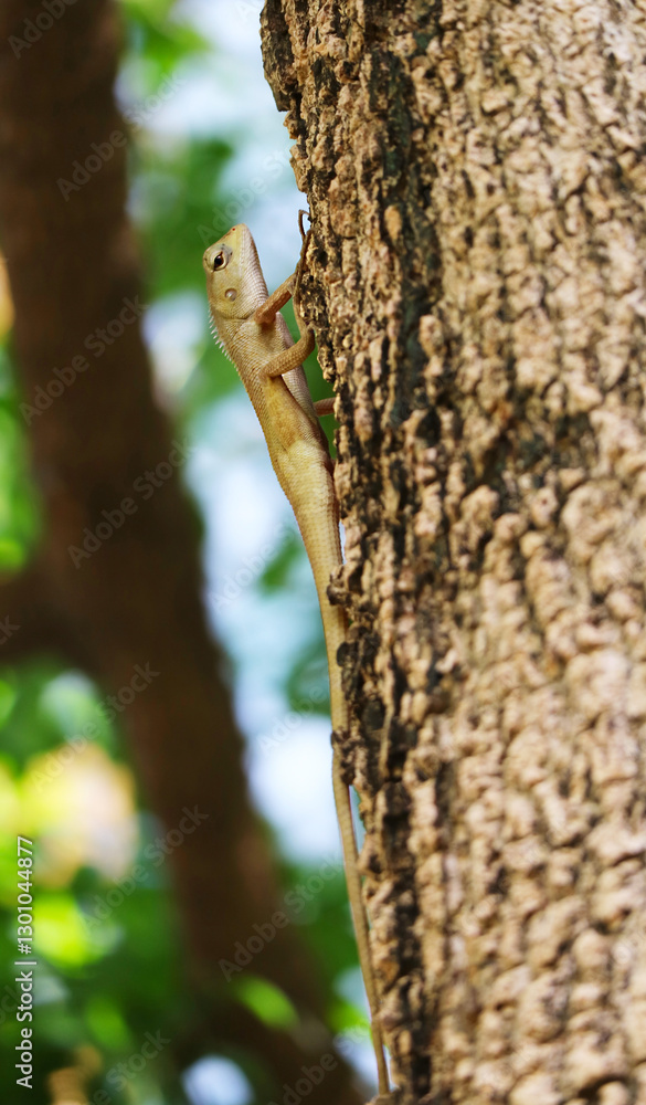 Fototapeta premium A Brown Southeast Asian Chameleon Calming on the Tree Trunk