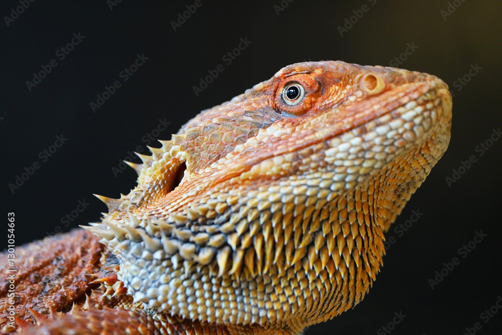 Closeup of Stunning Detail of a Bearded Dragon's Face Closeup of Stunning Detail of a Bearded Dragon's Face