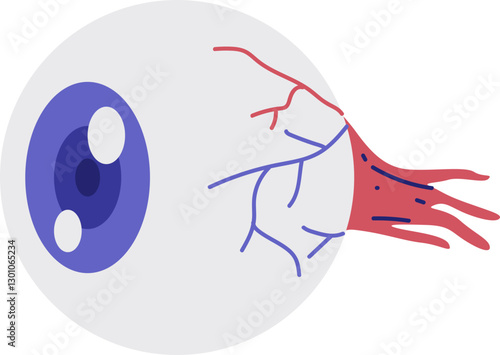 A simplified diagram of the human eye