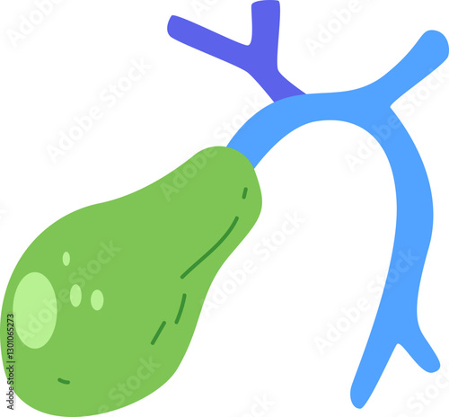 This is a depiction of the gallbladder
