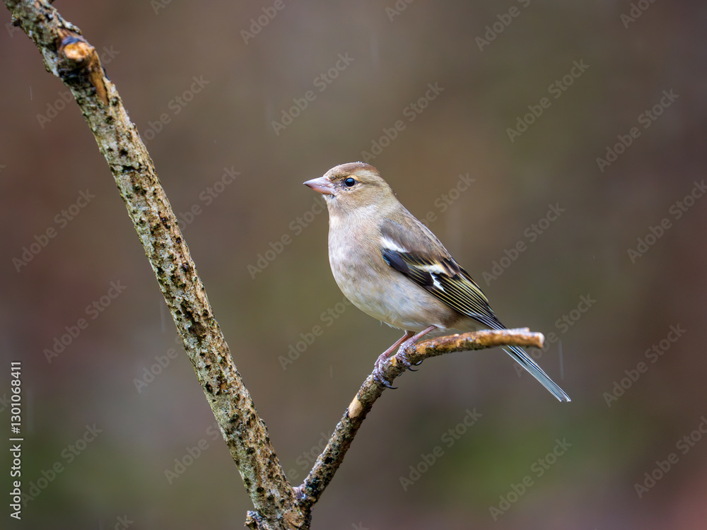 Fototapeta premium Chaffinch Perched on a Branch