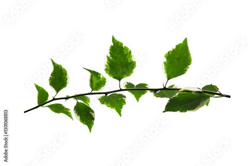 Variegated Bougainvillea Flower Leaves