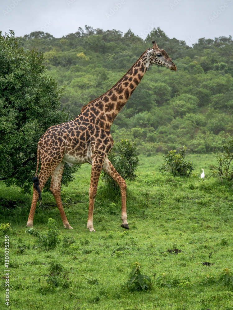 Obraz premium A Maasai giraffe (Giraffa tippelskirchi) wanders through Arusha National Park.
