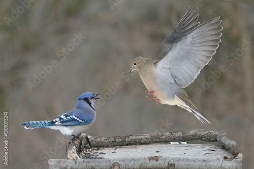 Slika na platnu Blue Jay vs Dove