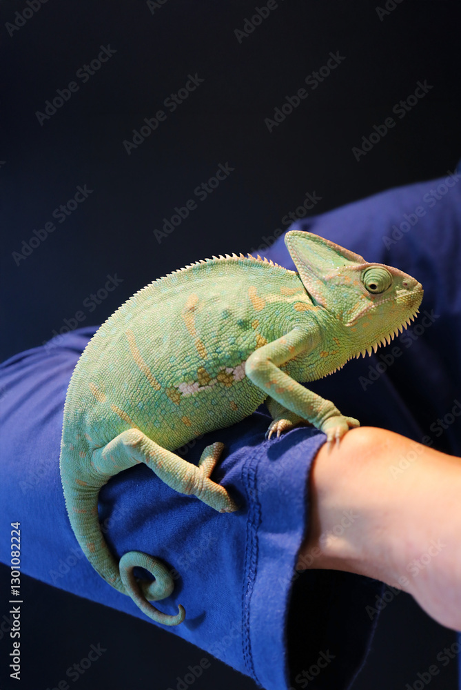 Obraz premium Closeup of a Female Chameleon Relaxing on Human's Arm