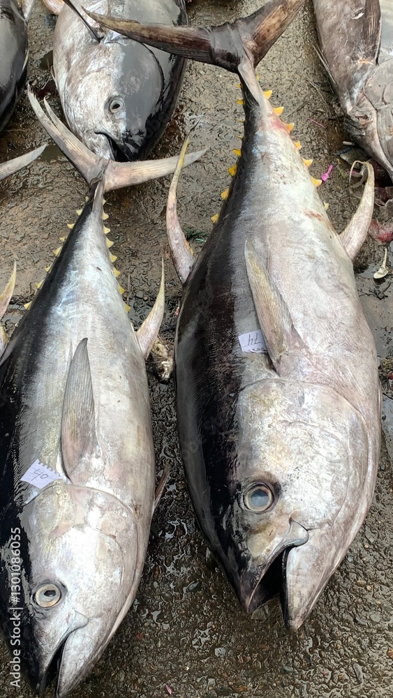 Obraz premium Ready export to japan, frash tuna ,Tsukiji Fish Market in Tokyo, Japan. Selling frozen bluefin tuna at the morning auction. Tuna the main product of the tsukiji fish market.