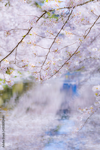 美しい弘前の桜
