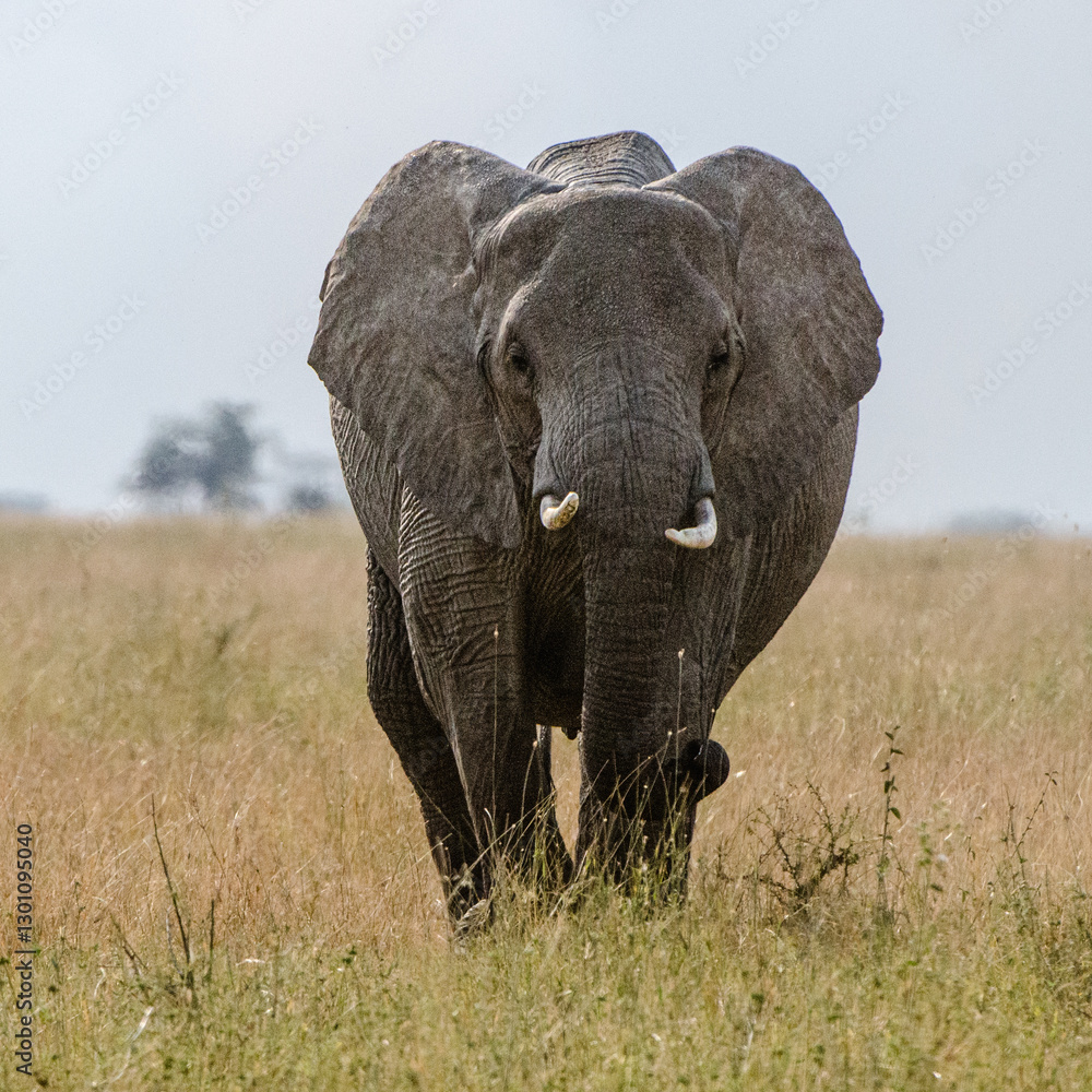 Fototapeta premium éléphants dans la réserve de Sérengeti en Tanzanie