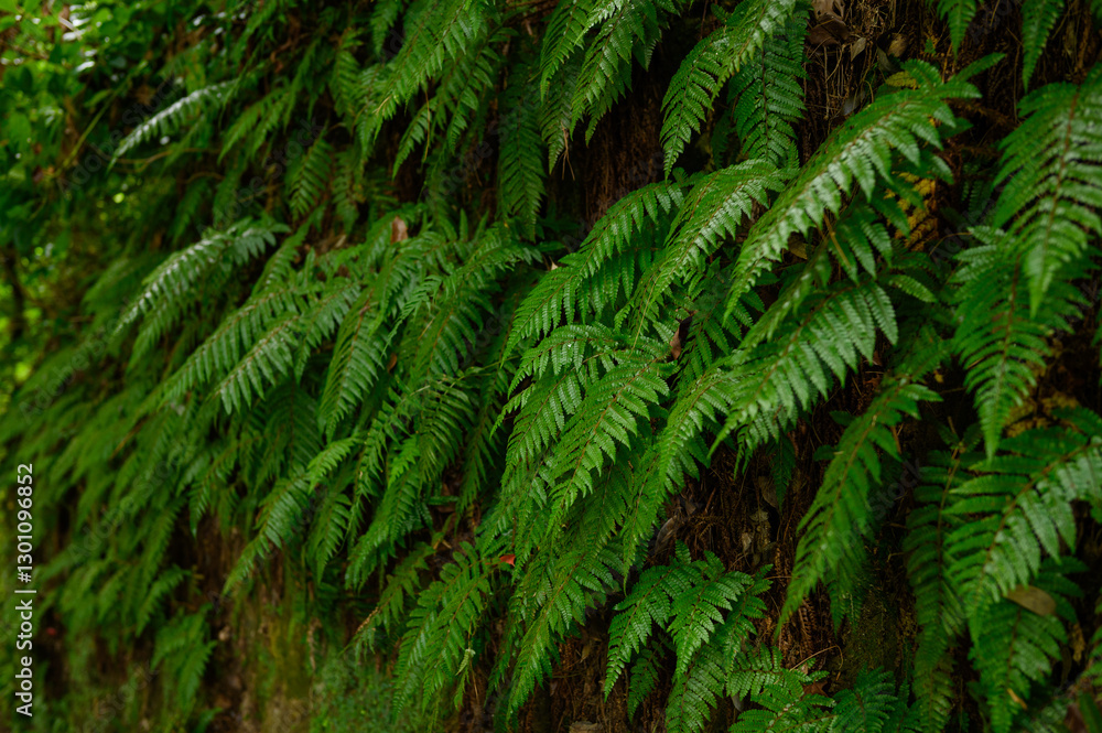 Nature background, texture of green ferns growing on rock in wild. Pteridium. Fern in tropical forest, natural background. Nature background, texture of green ferns growing on rock in wild. Pteridium. Fern in tropical forest, natural background.