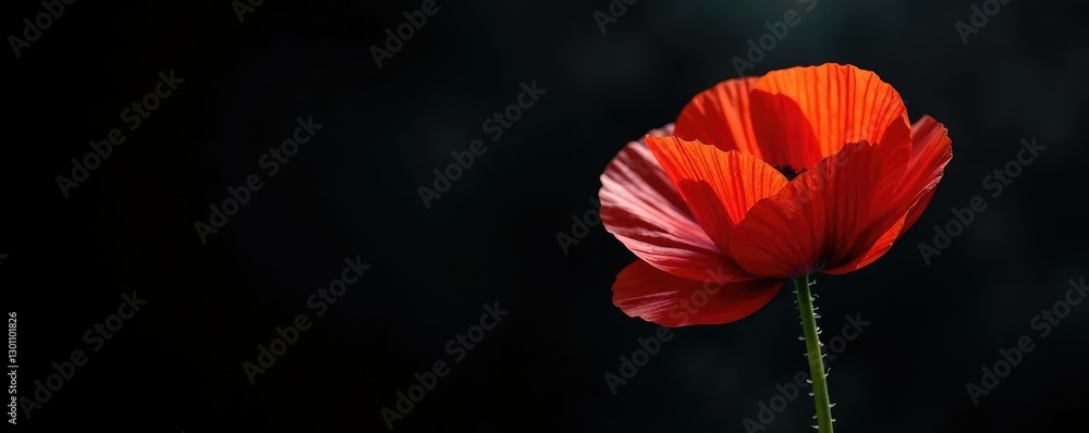 Obraz premium Single opium poppy against a black background with mist, flower, poppy, nature