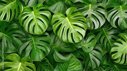 Obraz na płótnie Lush green tropical Monstera leaves create a vibrant texture in this stunning close-up, bringing a fresh and lively atmosphere perfect for interior design, nature themes, and botanical art. w salonie