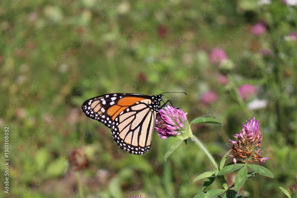 Monarch butterfly on a clover flower