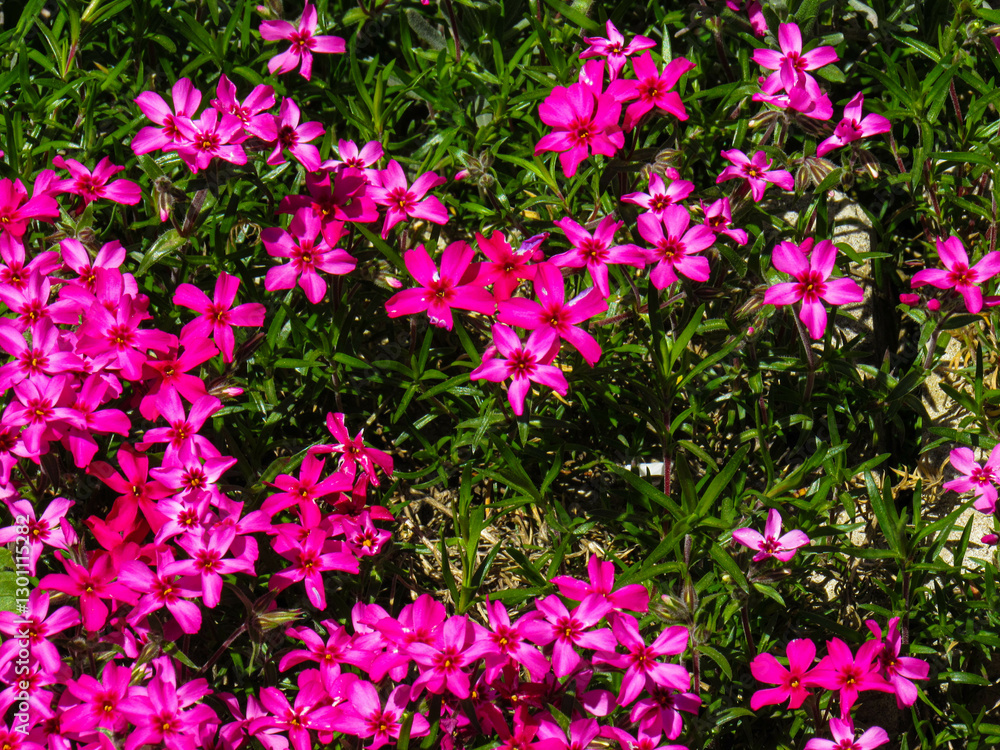 Fototapeta premium pink flowers in the garden