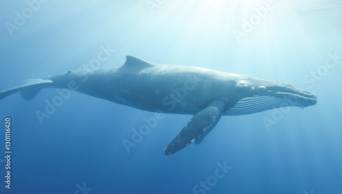 whale view underwater